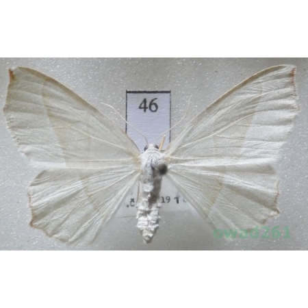 Campaea margaritaria (Linnaeus, 1761) female Czech46
